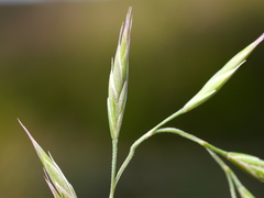 Festuca pallens