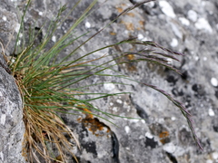 Festuca pallens
