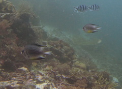 Amblyglyphidodon leucogaster