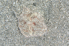 Coeloplana meteoris