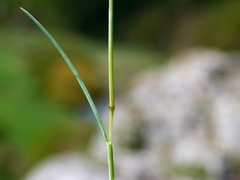 Festuca pallens