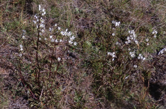 Gentianella tenuifolia