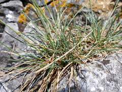 Festuca pallens