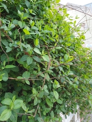 Lonicera caprifolium