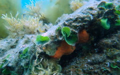 Dictyosphaeria sericea