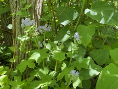 Hydrophyllum appendiculatum