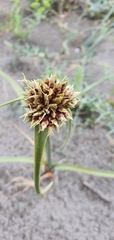 Cyperus capitatus