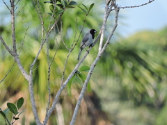Schistochlamys melanopis