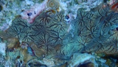 Clathria curacaoensis