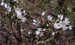 Gentianella tenuifolia