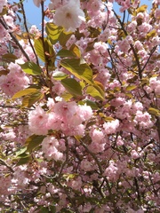 Prunus