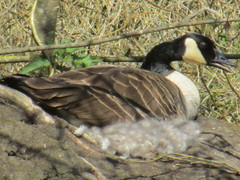Branta canadensis