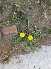 Taraxacum officinale