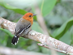 Thamnophilus amazonicus