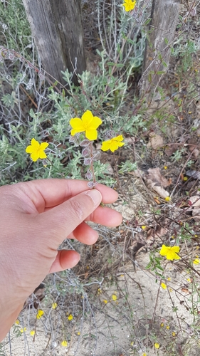 Image of Helianthemum hirtum by (c) anasacuta, some rights reserved (CC BY)