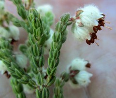 Erica lanata