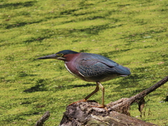 Butorides virescens