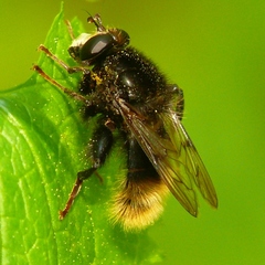 Criorhina ranunculi