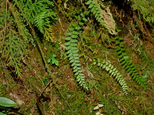 Image of Osmolindsaea odorata by (c) Jacy Chen, some rights reserved (CC BY)
