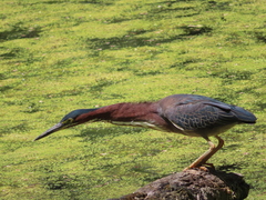 Butorides virescens
