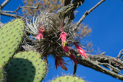 Tillandsia erubescens