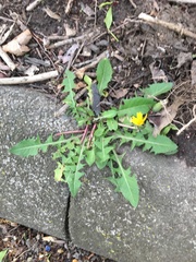 Taraxacum officinale