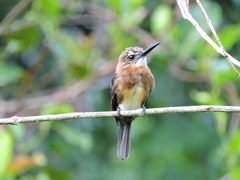 Brachygalba lugubris