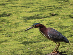 Butorides virescens