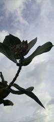 Calotropis procera