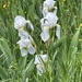 Iris florentina - Photo (c) keralaspice,  זכויות יוצרים חלקיות (CC BY-NC)