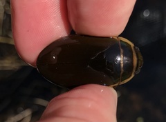 Dytiscus cordieri