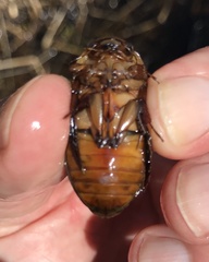 Dytiscus cordieri