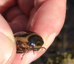 Dytiscus cordieri