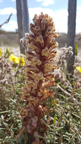Image of Orobanche litorea by (c) anasacuta, some rights reserved (CC BY)