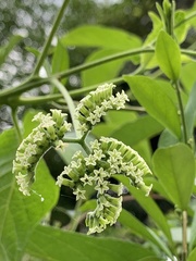 Heliotropium sarmentosum