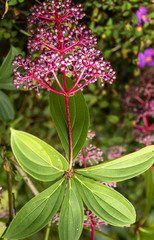 Medinilla pendula