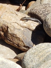 Plestiodon fasciatus