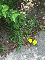 Taraxacum officinale
