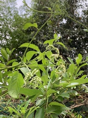 Heliotropium sarmentosum