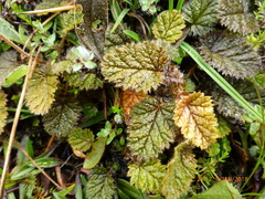 Geum leiospermum