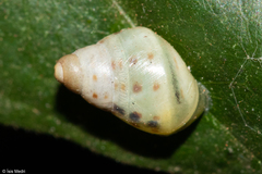 Drymaeus interpunctus