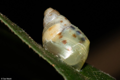 Drymaeus interpunctus