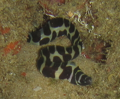 Gymnothorax favagineus