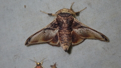 Euphaneta romani