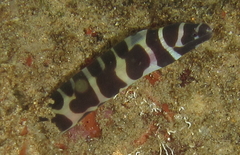 Gymnothorax favagineus