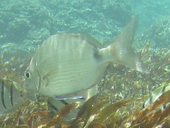 Diplodus capensis