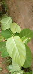Calotropis procera