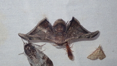 Gonogramma malca