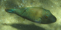 Canthigaster natalensis
