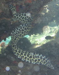 Gymnothorax favagineus